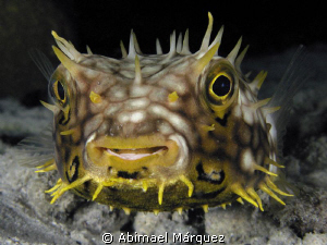 Web Burrfish, nigth dive, Bonaire. by Abimael Márquez 